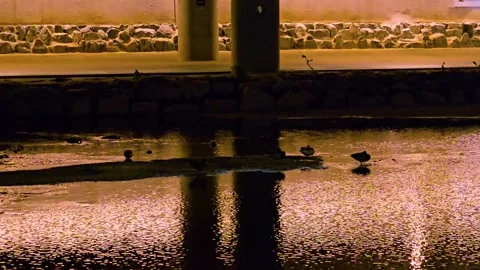 Streetlight reflections with mallard flock Vídeos de archivo 325322997