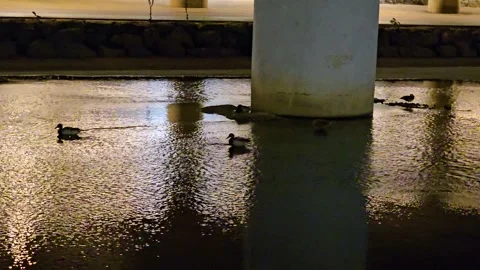 Streetlight reflections with mallard flock 스톡 동영상 325517188