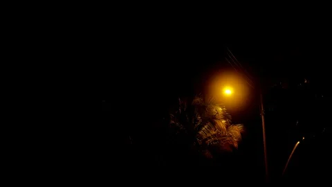 Streetlight by trees night time 스톡 동영상 77165562