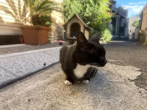 Streets cat lying down on the roadside in Japan Stock Photos