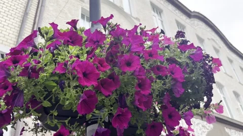 Streets decorated with flowers Video stock 317246257