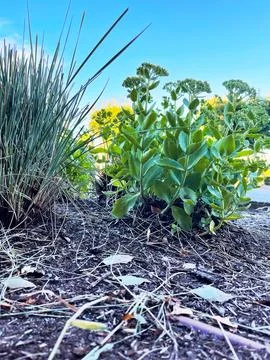 A streetside shrub Stock Photos
