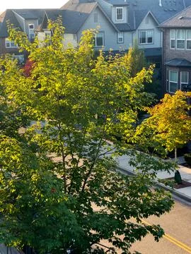 Streetside tree in the sunshine Stock Photos