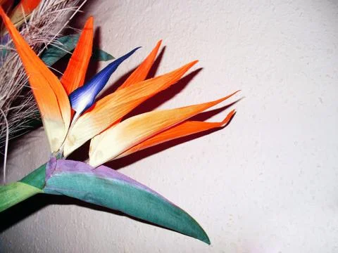 Strelicia Stock Photos