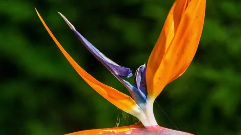 Strelitzia flower Stock Footage 277406073