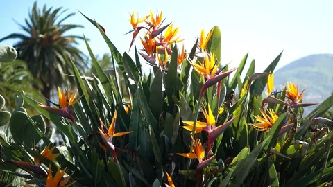 Strelitzia flower in a garden Stock Footage 129571881