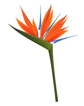 Strelitzia Flower Isolated on White Background. Vector Illustration EPS10 Illustrazione stock