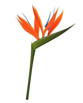Strelitzia Flower Isolated on White Background. Illustration Illustration