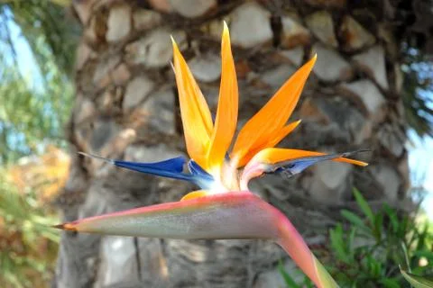 Strelitzia flower Stock Photos