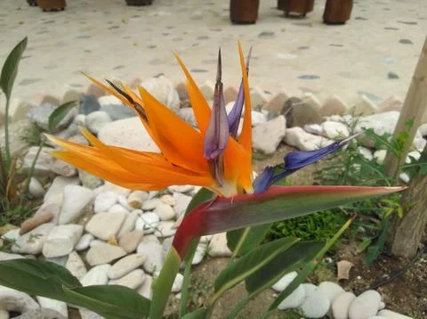 Strelitzia flower Stock Photos
