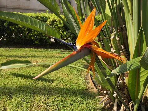 Strelitzia flower Stock Photos