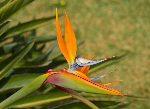 Strelitzia flower. Selective focus Foto stock