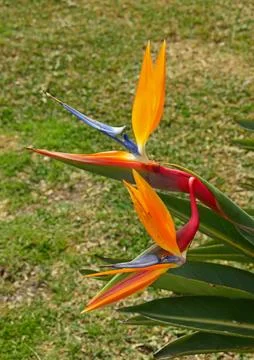 Strelitzia flower. Selective focus Stock Photos
