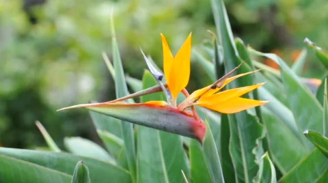 Strelitzia Stockbeeldmateriaal 528317