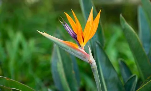 Strelitzia in full bloom Stock Photos