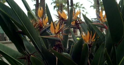 Strelitzia in the garden Video stock 192260845