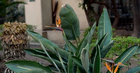 Strelitzia in the garden Stock-Footage 192263177