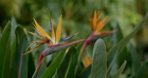Strelitzia in the garden Video stock 192274628