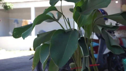 Strelitzia nicolai Stock Footage 330210925