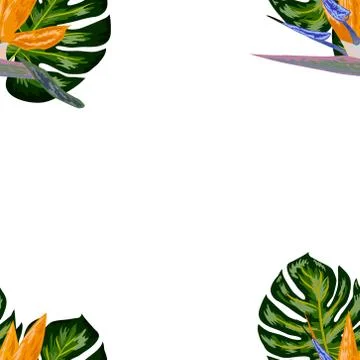 Strelitzia pattern. Tropical flower, blossom cluster seamless pattern. Beauti Stock Illustration