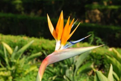Strelitzia Stock Photos