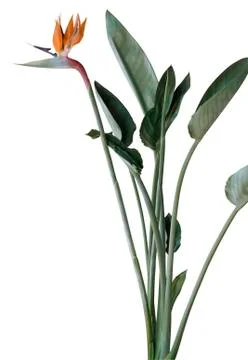 Strelitzia Stock Photos