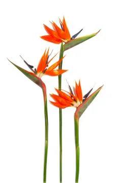 Strelitzia Stock Photos