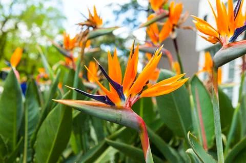 Strelitzia Foto stock