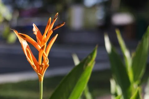 Strelitzia Stock Photos