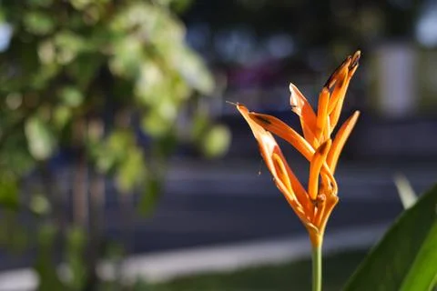 Strelitzia Stock Photos