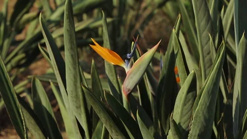 STRELITZIA PLANT Stock Footage 306694521