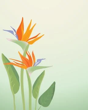 Strelitzia regina Stock Illustration