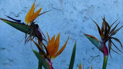 Strelitzia reginae, commonly known as crane flower, bird of paradise, or isig Vídeos de archivo 170372230