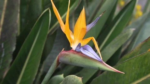 Strelitzia reginae Stock Footage 265926810