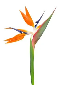 Strelitzia reginae Stock Photos