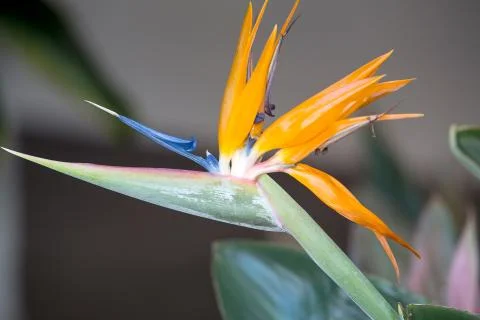 Strelitzia reginae Foto stock