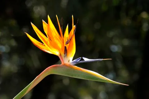 Strelitzia reginae Stock Photos