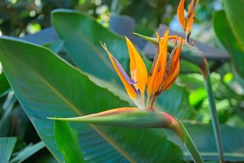 Strelitzia reginae. Stock Photos