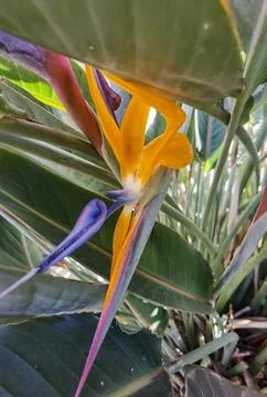 Strelitzia royalis - orange-blue sharp-shaped flower, Buenos Aires, Argentina Stock-Fotos
