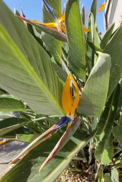 Strelitzia royalis - orange-blue sharp-shaped flower, Buenos Aires, Argentina. Stock-Fotos