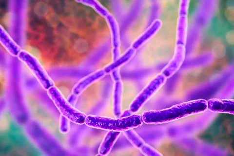Streptobacillus moniliformis bacteria Stock Illustration