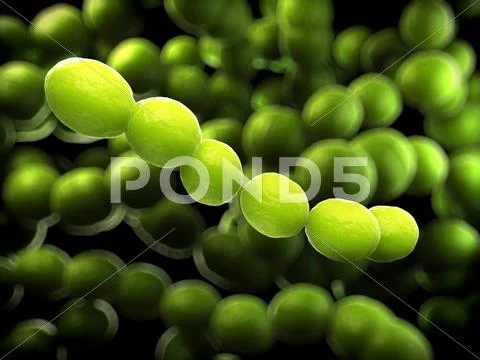 Streptococcus bacteria, artwork Stock Illustration
