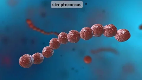 Streptococcus Bacteria... 動画素材 305167343