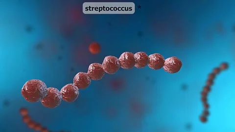Streptococcus Bacteria Stock Footage 305167455
