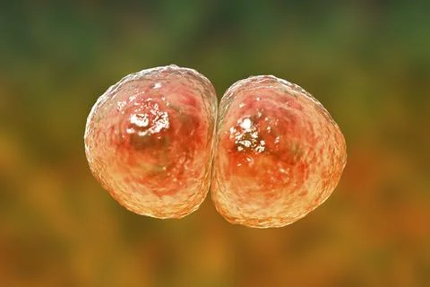 Streptococcus pneumoniae bacteria, 3D scientific illustration Stock Illustration