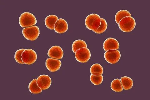 Streptococcus pneumoniae bacteria, 3D scientific illustration Stock Illustration