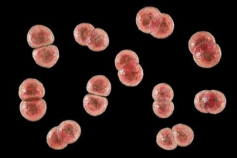 Streptococcus pneumoniae bacteria, 3D scientific illustration Stock Illustration