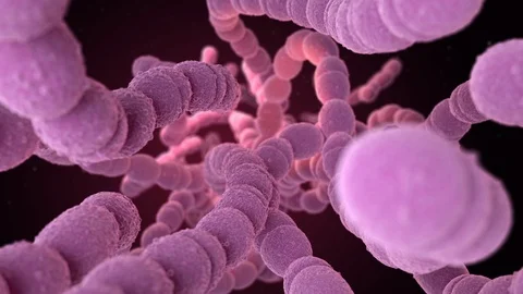 Streptococcus Pneumoniae Bacteria Vidéo 124773176