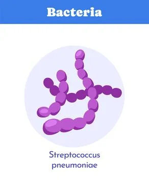 Streptococcus pneumoniae bacteria icon. Vector illustration Stock Illustration