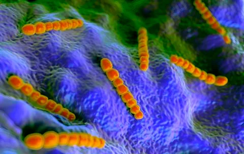 Streptococcus pneumoniae bacteria Stock Illustration